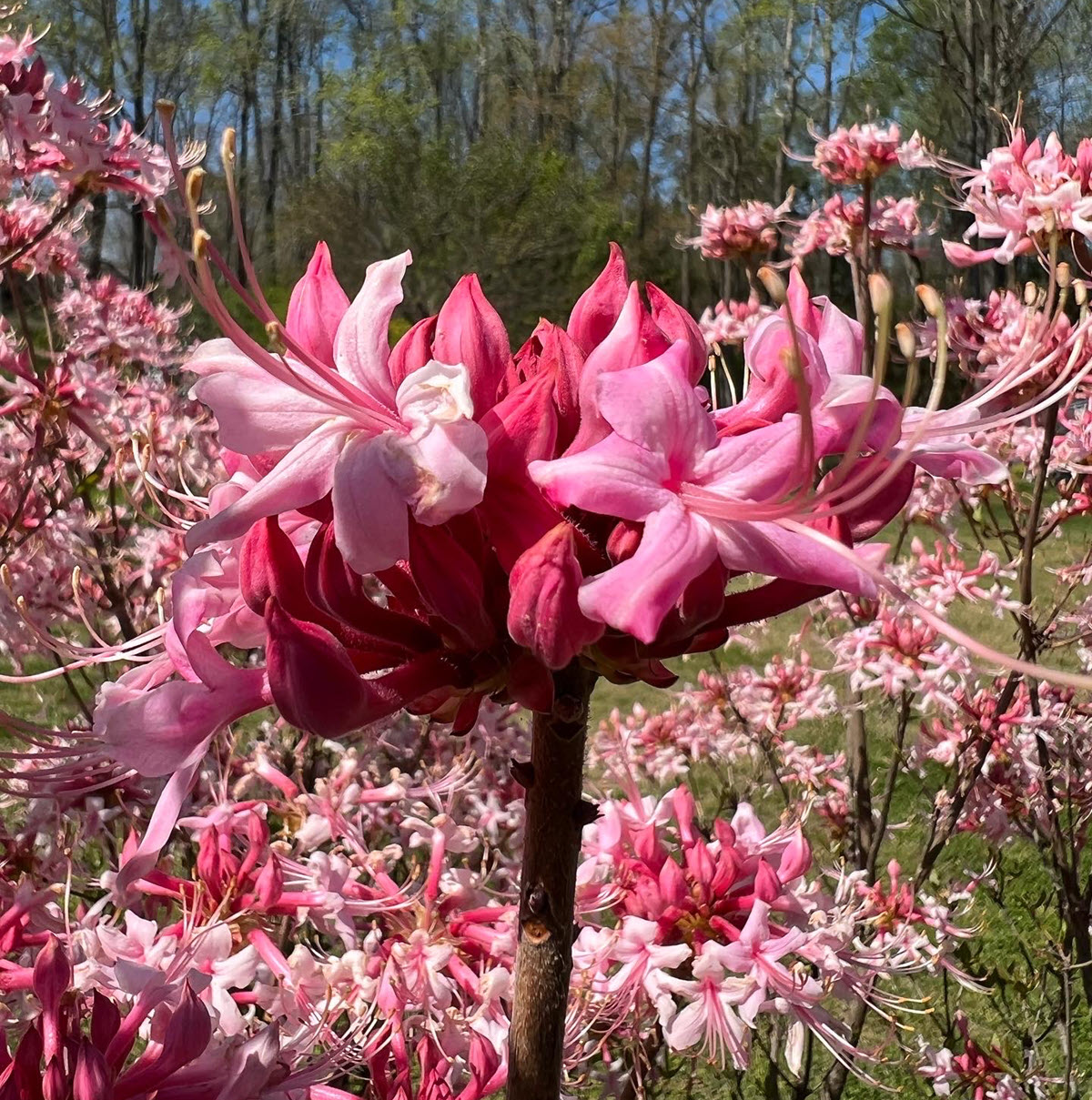 Brie's Plant Pick: Native Azaleas – Soil3
